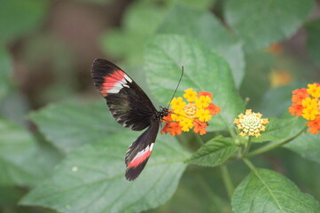 A beautiful butterfly standing on a blooming flower