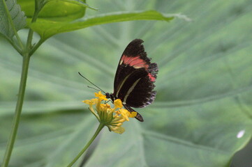 A beautiful butterfly standing on a blooming flower