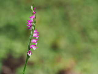 Tokyo,Japan - September 17, 2021: Closeup of pink spiranthes sinensis
