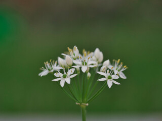 Tokyo,Japan - September 17, 2021: Closeup of white chinese chives flower
 
