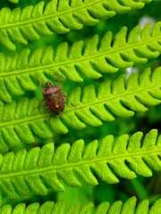 leaf beetle