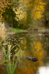 beautiful colorful autumn landscape - a pond, a river. forest lake with yellow, orange trees on the shore. Reflection, golden foliage,