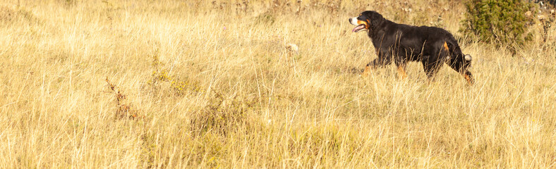 Nie dog in the nature