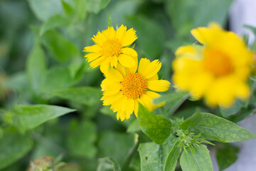 In the garden, the yellow flowers of the perennial plant Gaillardia aristata Maxima Aurea bloom. Reproduction and care. Selective focus