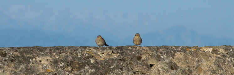 Fototapeta premium Panorama of two sparrows on a stone wall on front of the 'Picos de Europa' mountain tange