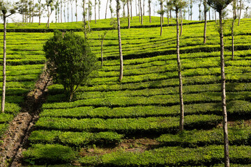 Teeanbau in Indien. Teeplantage in Kerala.