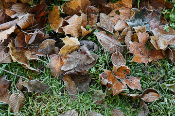 Fallen dry leaves on the grass covered with frost