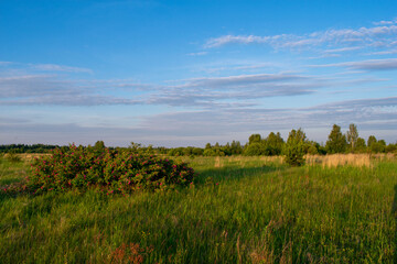 Fototapeta premium sunrise in a beautiful summer field