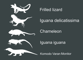 Lizards reptile set symbols. Frilled lizard symbol. Pet iguana silhouette. Chameleon shape shadow. Komodo dragon vector silhouette illustration isolated on background. Varanus Komodo monitor.  