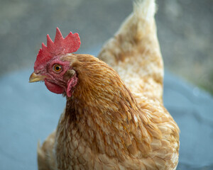 chicken on the farm