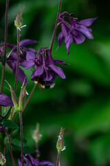 beautiful flowers in the summer garden