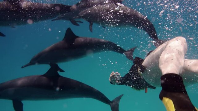 Freediver woman together with dolphins in the sea. Smart and beautiful cetaceans swim in their underwater home. Clear water of Red Sea in Egypt. Group of cute free bottlenose dolphins swim on a