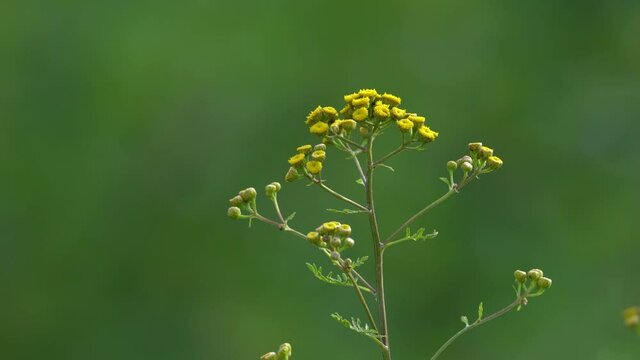 Tansy in slight breeze, flowering (Tanacetum vulgare)  - (4K)