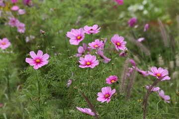 Obraz na płótnie Canvas Background of pink flowers of Cosmea. High quality photo