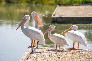 Four pelicans stand on the pier, Fremont Central Park