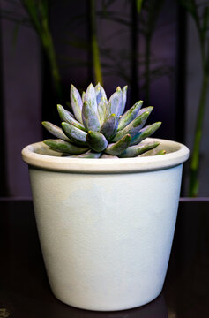 Dudleya Nativas de Norteam&eacute;rica, las Dudleya son unas plantas suculentas que pueden competir con las Echeveria pues, como ellas, parecen flores que nos regala la tierra. 