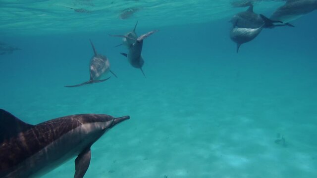Dolphins making love, copulating. Smart and beautiful cetaceans swim in their underwater home. Clear water of Red Sea in Egypt. Group of cute free bottlenose dolphins swim on a shallow reef.