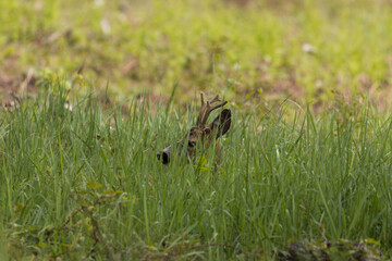Male goat European Roe Deer Capreolus capreolus walks on a green meadow in the Stawy Milickie nature reserve, sunny meadow with wild animals - obrazy, fototapety, plakaty