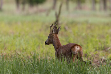 Male goat European Roe Deer Capreolus capreolus walks on a green meadow in the Stawy Milickie nature reserve, sunny meadow with wild animals - obrazy, fototapety, plakaty