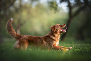 Nova scotia duck tolling retriever running on the green grass in the middle of the city park. Paws...