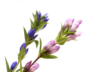 白バックの二輪のリンドウ