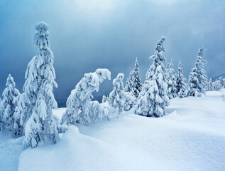 Bright winter spruces in snow on a frosty day.