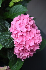 Beautiful pink hydrangea with inflorescences and green leaves in a Country Cottage Garden. Pink or magenta hydrangea serrata flower, close up, top view. High quality photo