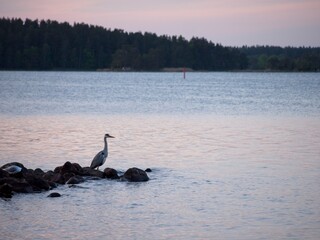 Heron by the sea.