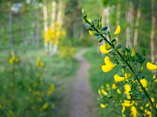 Yellow flowers along path in forest.