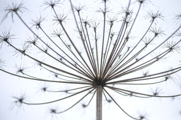 Dry inflorescence Heracleum plant. Late autumn, the concept of loneliness, sadness, depression