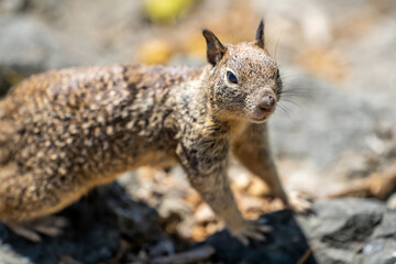 California ground squirrel (Spermophilus beecheyi) in the park. Wildlife photography. 