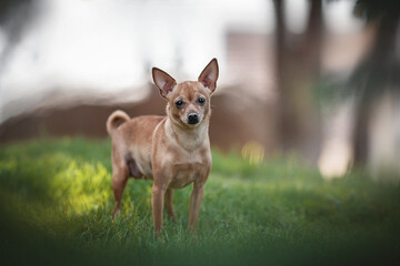 Russian toy terrier girl standing in the green grass in the rays of the rising sun