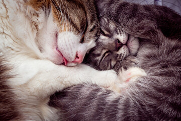 Fototapeta na wymiar two cute kittens sleeping holding each other