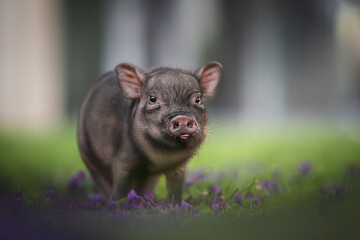 Gray minipig staying among the violet flowers on the background of the cityscape