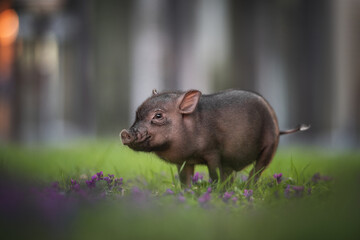 Gray minipig staying among the violet flowers on the background of the cityscape