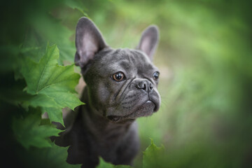Classic close-up portrait of a blue French bulldog puppy among green maple leaves