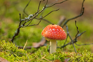 Mushroom. Fly agaric. Autumn