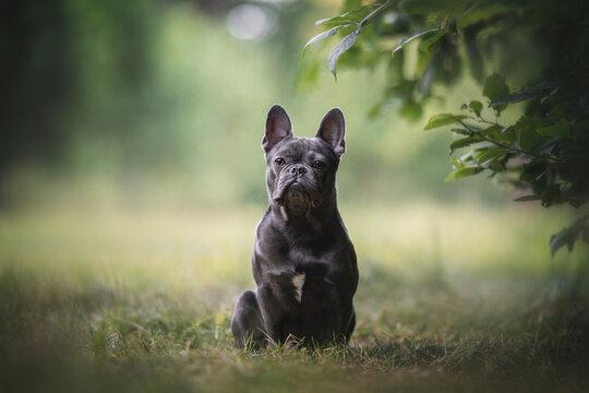 A brooding French bulldog puppy sitting under a bush of greenery against the backdrop of a city park