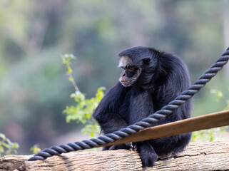 Macaco em seu habitat dentro do zoológico 