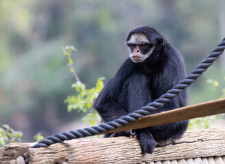 Macaco em seu habitat dentro do zoológico 