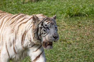 Fototapeta na wymiar Tigre de bengala em momento de tranquilidade 