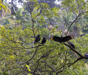 Abutre com as asas abertas em cima da arvore 