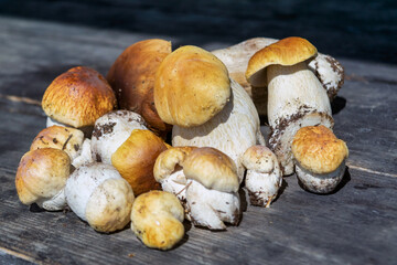 Forest edible mushroom. Freshly picked boletus on wooden background.Xerocomus subtomentosus over Wooden Background, rustic table.