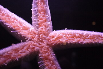 Pisaster brevispinus, commonly called the pink sea star, giant pink sea star, or short-spined sea...