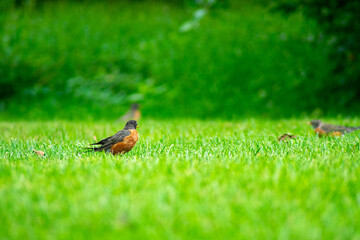An American Robin in a Field of Grass