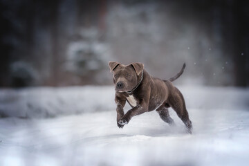 Blue pit bull dog running on the snow against a pine forest