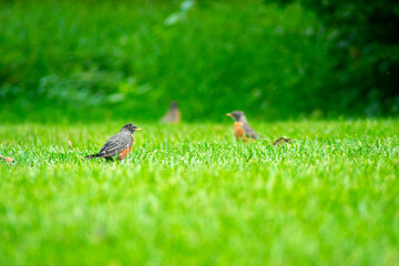 An American Robin in a Field of Grass