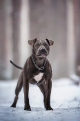 Blue pit bull dog standing in the snow against a pine forest