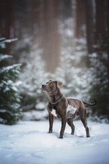 Blue pit bull dog standing in the snow against a pine forest