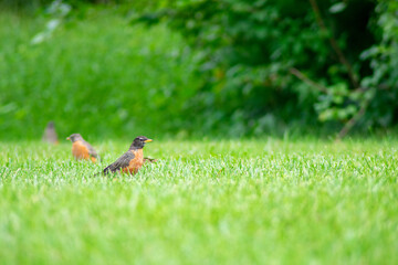 An American Robin in a Field of Grass